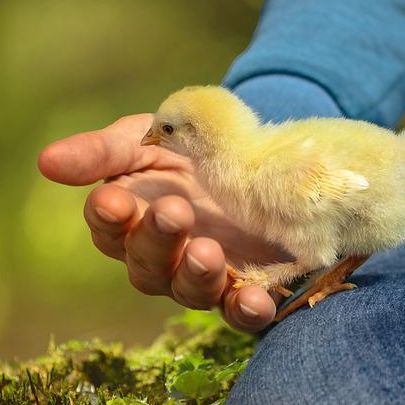 Imagen de un pollito pasando del muslo de una persona a su mano