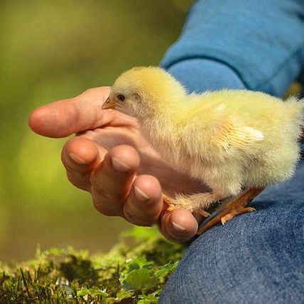 Imagen de un pollito pasando del muslo de una persona a su mano